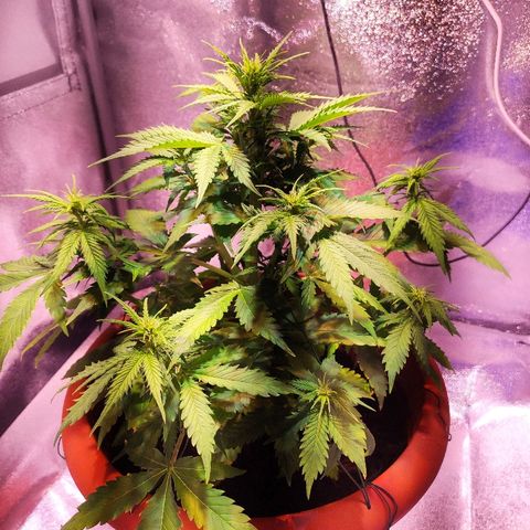 Quicky growlog timeline photo