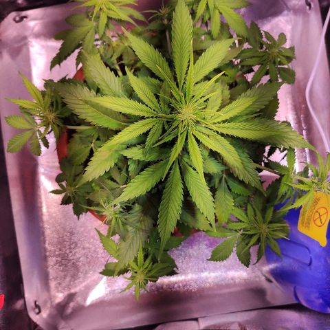 Quicky growlog timeline photo