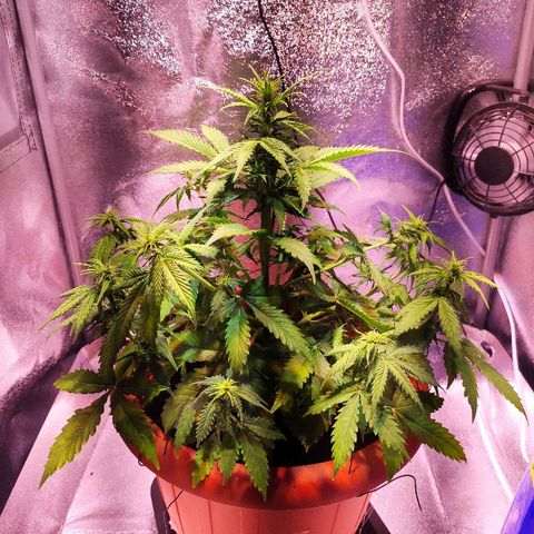 Quicky growlog timeline photo
