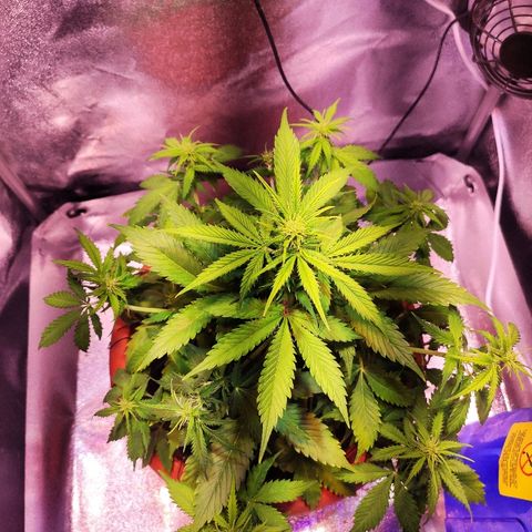 Quicky growlog timeline photo