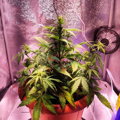 Quicky growlog timeline photo