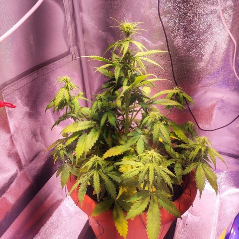 Quicky growlog timeline photo