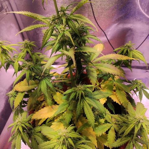 Quicky growlog timeline photo