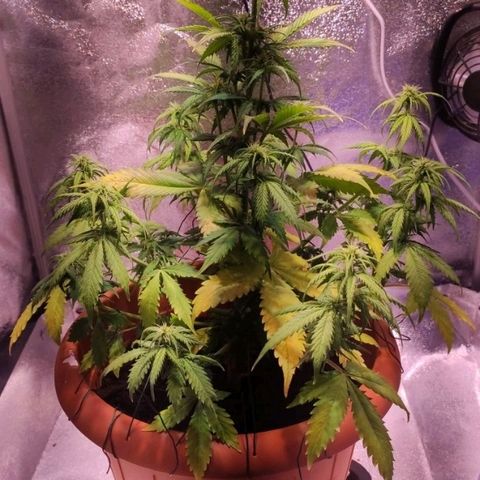 Quicky growlog timeline photo