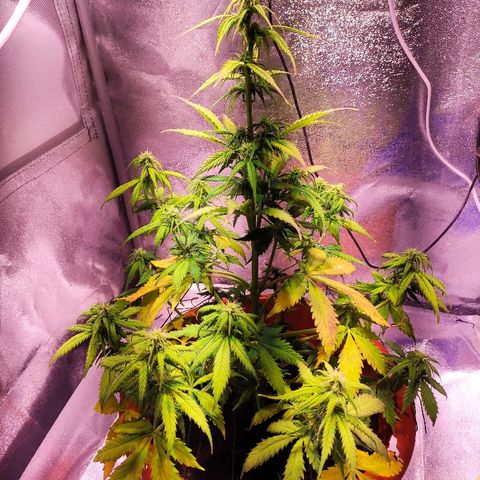 Quicky growlog timeline photo