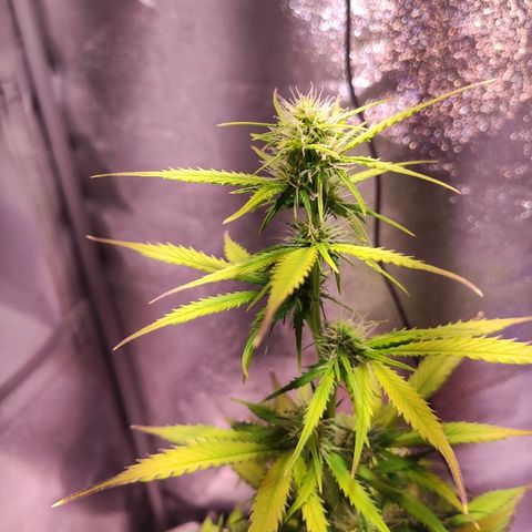 Quicky growlog timeline photo