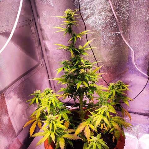 Quicky growlog timeline photo