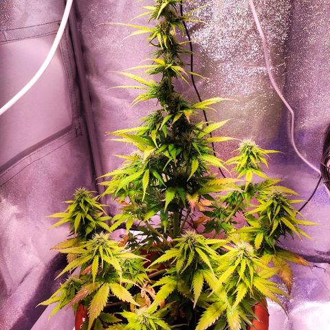 Quicky growlog timeline photo