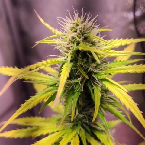 Quicky growlog timeline photo
