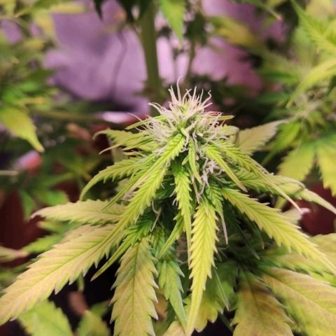 Quicky growlog timeline photo
