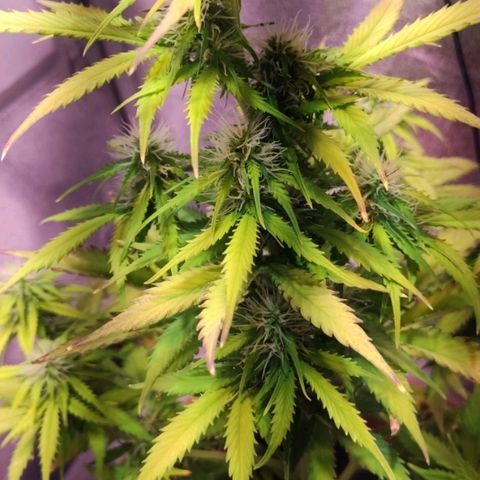 Quicky growlog timeline photo