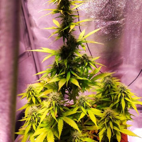 Quicky growlog timeline photo