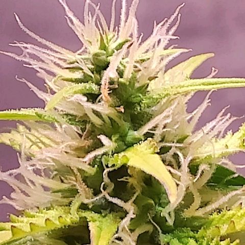 Quicky growlog timeline photo