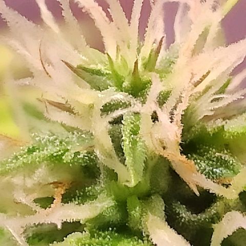Quicky growlog timeline photo
