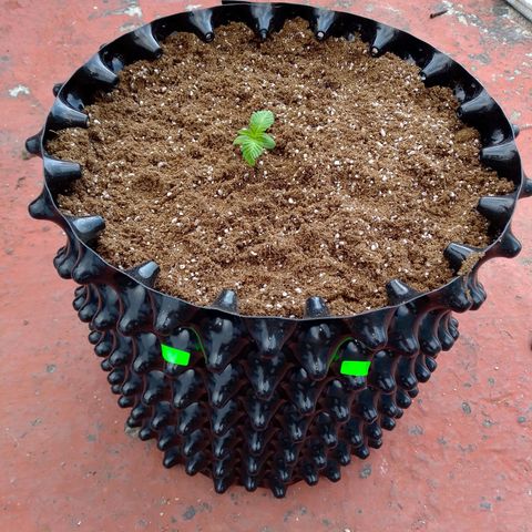 Somango growlog timeline photo