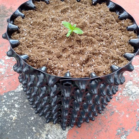 Somango growlog timeline photo