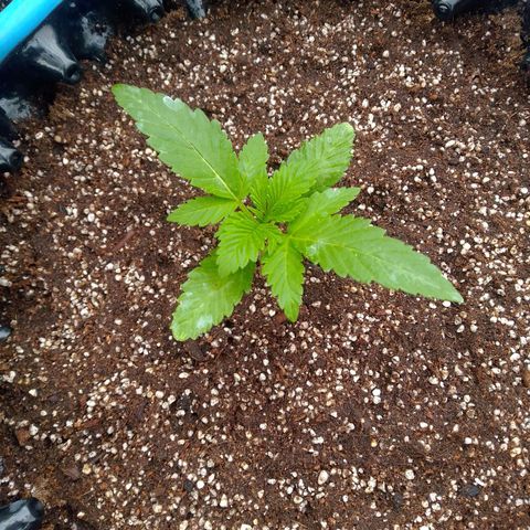 Somango growlog timeline photo