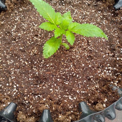 Somango growlog timeline photo