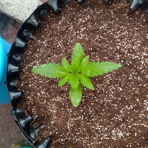 Somango growlog timeline photo