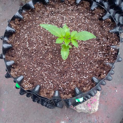 Somango growlog timeline photo