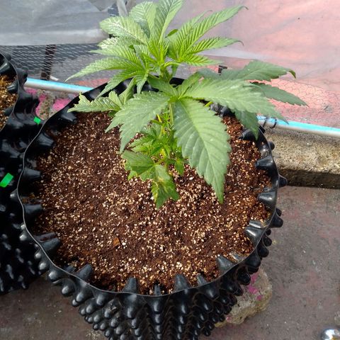 Somango growlog timeline photo