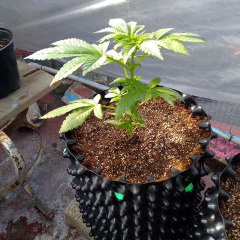 Somango growlog timeline photo