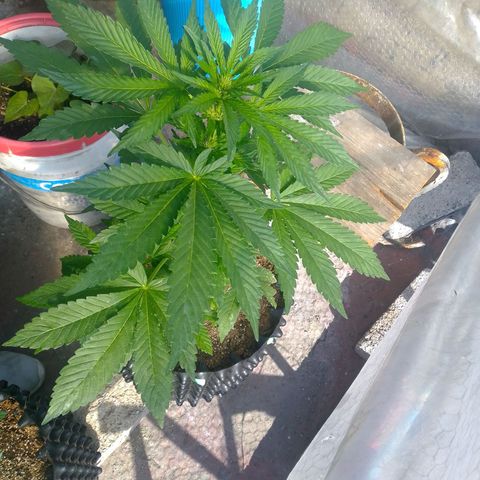 Somango growlog timeline photo
