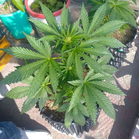 Somango growlog timeline photo