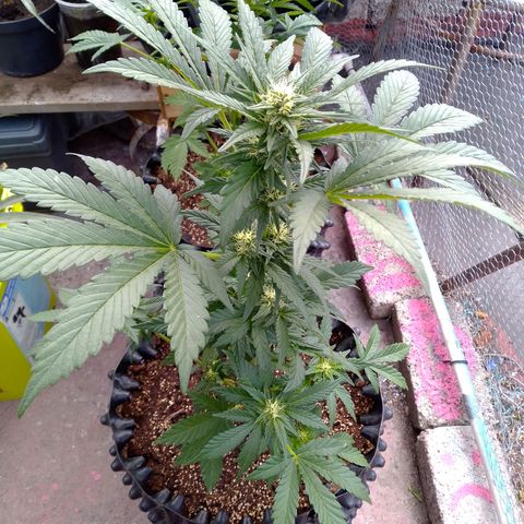 Somango growlog timeline photo