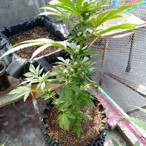 Somango growlog timeline photo