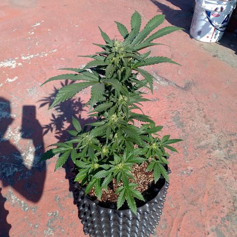 Somango growlog timeline photo
