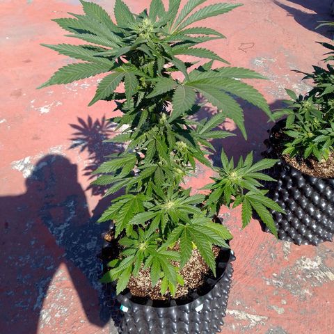 Somango growlog timeline photo