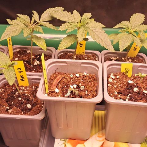 1° Cultivo 2025 / Gelato 33, Ak47, Sweet Love  growlog timeline photo