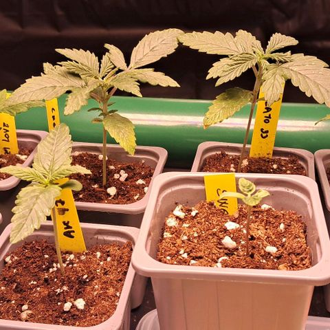 1° Cultivo 2025 / Gelato 33, Ak47, Sweet Love  growlog timeline photo