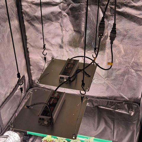 1° Cultivo 2025 / Gelato 33, Ak47, Sweet Love  growlog timeline photo