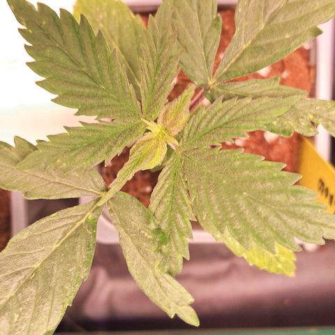 1° Cultivo 2025 / Gelato 33, Ak47, Sweet Love  growlog timeline photo
