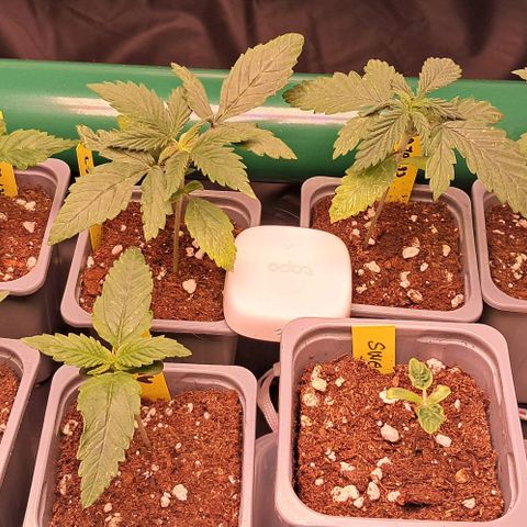 1° Cultivo 2025 / Gelato 33, Ak47, Sweet Love  growlog timeline photo