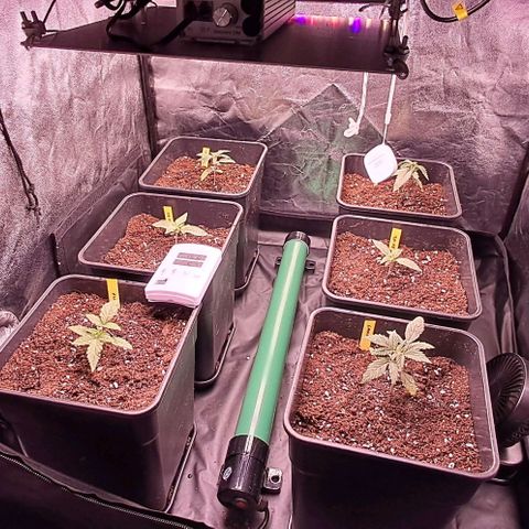 1° Cultivo 2025 / Gelato 33, Ak47, Sweet Love  growlog timeline photo