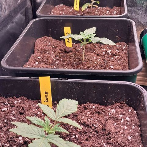 1° Cultivo 2025 / Gelato 33, Ak47, Sweet Love  growlog timeline photo