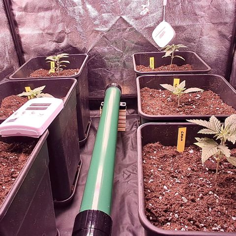 1° Cultivo 2025 / Gelato 33, Ak47, Sweet Love  growlog timeline photo