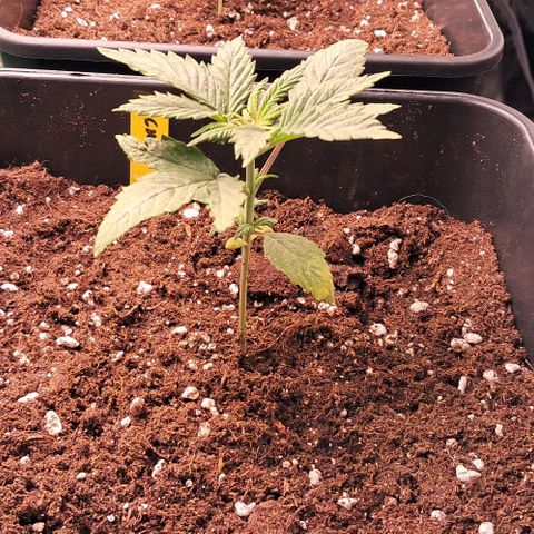 1° Cultivo 2025 / Gelato 33, Ak47, Sweet Love  growlog timeline photo