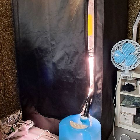 1° Cultivo 2025 / Gelato 33, Ak47, Sweet Love  growlog timeline photo
