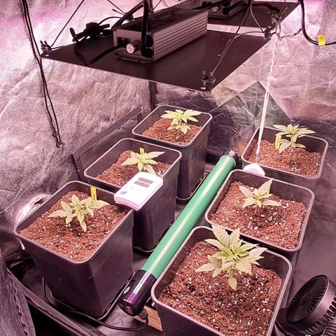 1° Cultivo 2025 / Gelato 33, Ak47, Sweet Love  growlog timeline photo