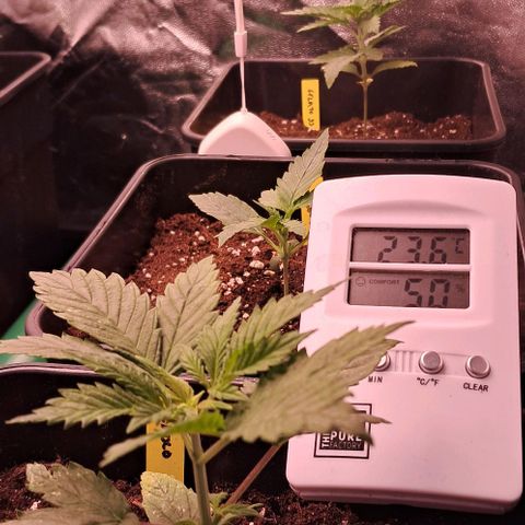 1° Cultivo 2025 / Gelato 33, Ak47, Sweet Love  growlog timeline photo
