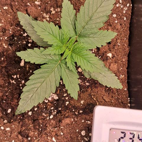 1° Cultivo 2025 / Gelato 33, Ak47, Sweet Love  growlog photo: Gelato 33 , ak47 , sweet love