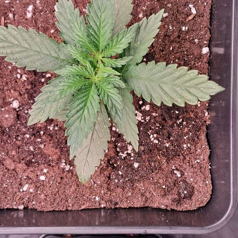 1° Cultivo 2025 / Gelato 33, Ak47, Sweet Love  growlog photo: Gelato 33 , ak47 , sweet love
