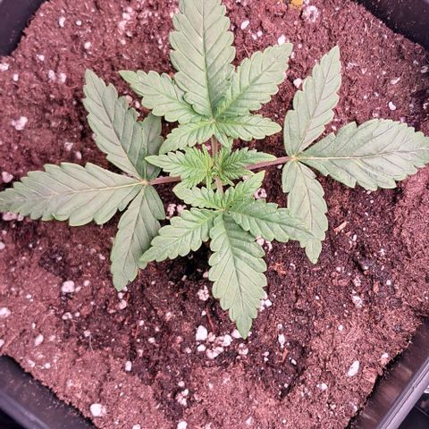1° Cultivo 2025 / Gelato 33, Ak47, Sweet Love  growlog photo: Gelato 33 , ak47 , sweet love