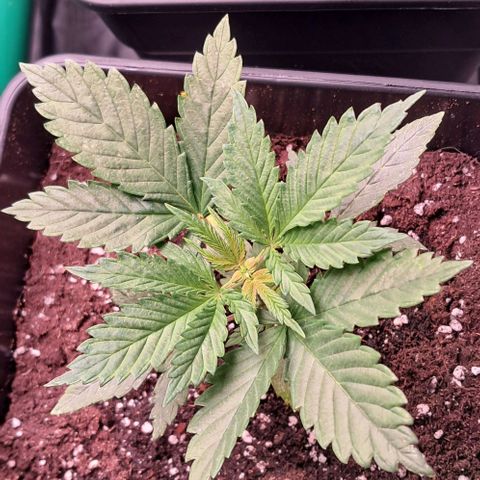 1° Cultivo 2025 / Gelato 33, Ak47, Sweet Love  growlog photo: Gelato 33 , ak47 , sweet love