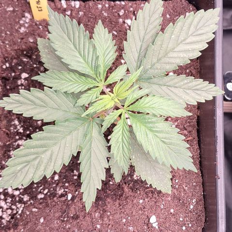 1° Cultivo 2025 / Gelato 33, Ak47, Sweet Love  growlog photo: Gelato 33 , ak47 , sweet love