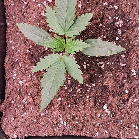 1° Cultivo 2025 / Gelato 33, Ak47, Sweet Love  growlog photo: Gelato 33 , ak47 , sweet love